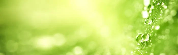 清新绿植光效背景高清