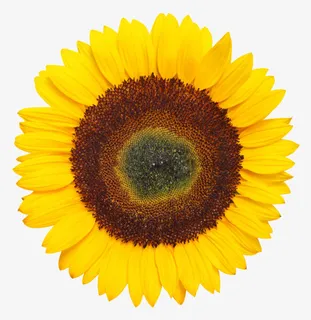黄色有观赏性的向日葵一朵大花实免抠