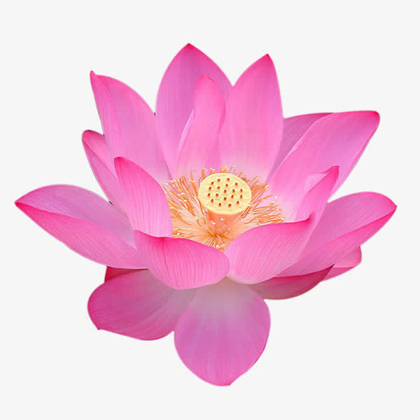 荷花盛开实物图免抠