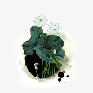 水墨荷花免抠