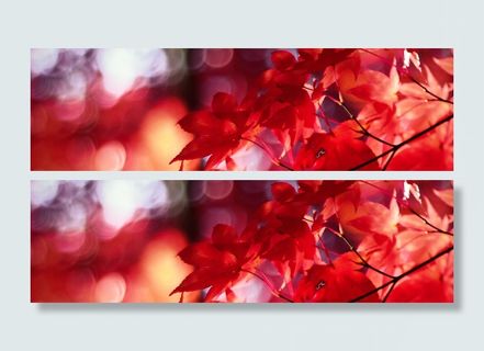 红色枫叶背景高清