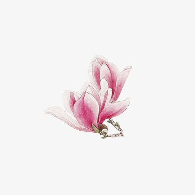 两朵透明花瓣 水彩花瓣png素材免抠