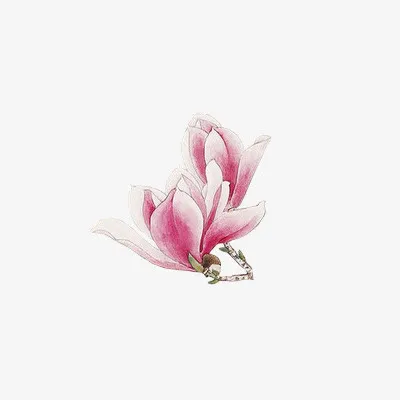 两朵透明花瓣 水彩花瓣png素材免抠