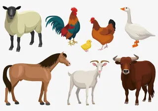 鸡鸭牛羊马免抠