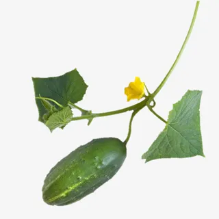 绿色简约美食黄瓜免扣图免抠