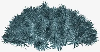 草丛绿叶草丛装饰免抠