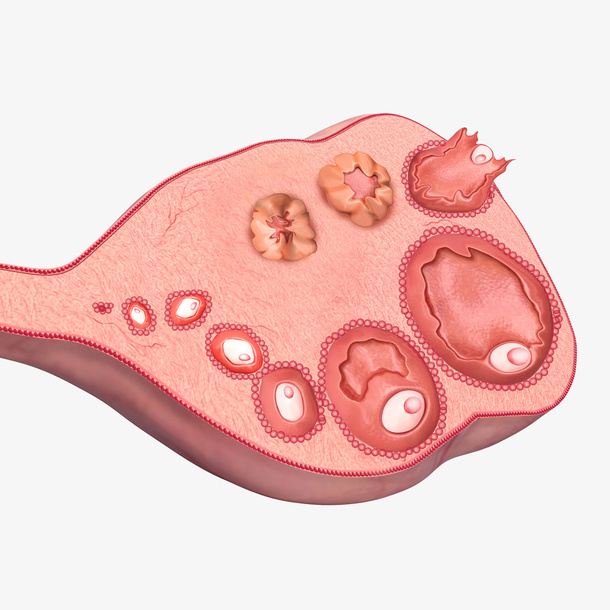 女性卵巢医学插画免抠