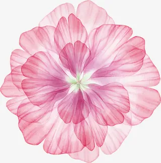 淡粉色花卉矢量图免抠