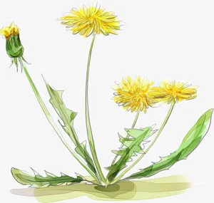 手绘的花朵免抠