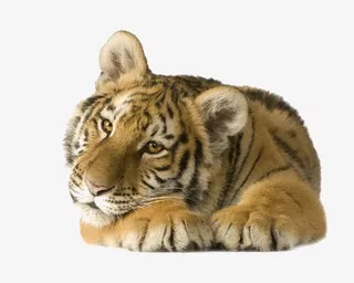 趴着的老虎免抠