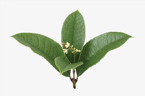 绿色清新护眼叶子装饰图案免抠