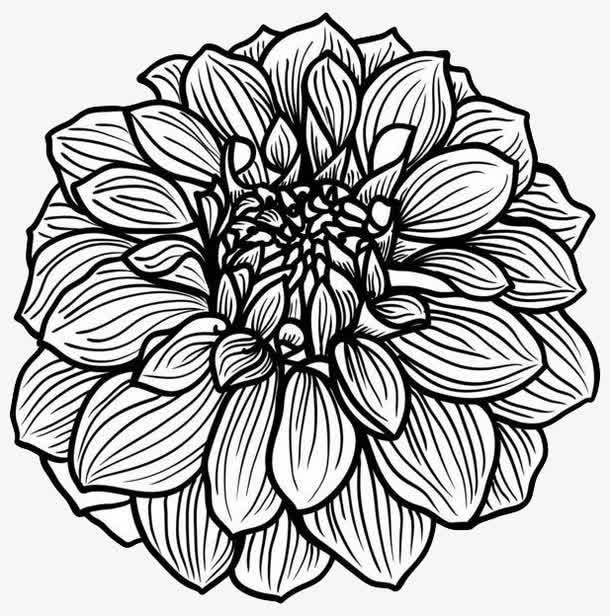 手绘线描菊花免抠
