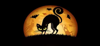 万圣节猫咪高清