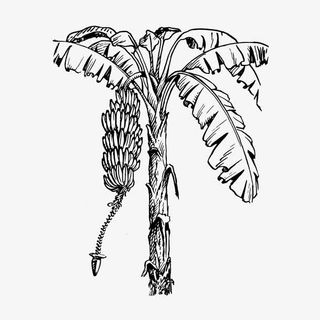 矢量手绘香蕉树免抠