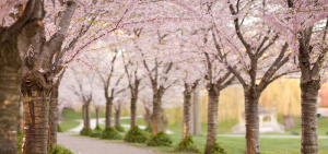 粉色樱花背景图高清