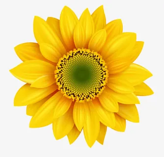 清晰太阳花免抠 清晰太阳花免抠