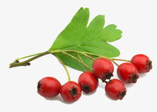 七个现摘红山楂果免抠