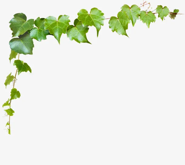 文艺植物清新藤蔓边框装饰免抠