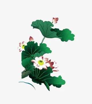 中国风绿叶荷花免抠