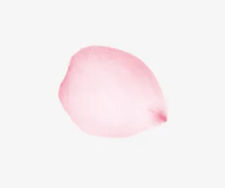 情人节妇女节三八节花瓣免抠节日妇女节元素