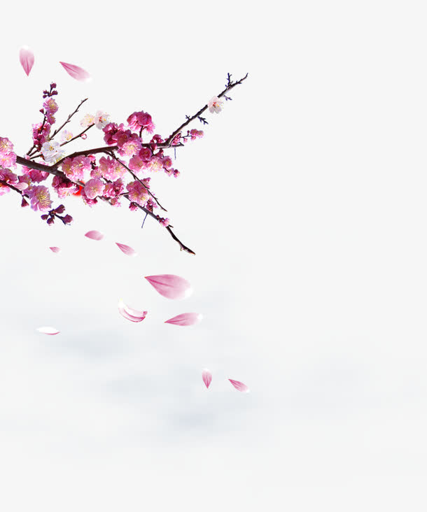 梅花免抠
