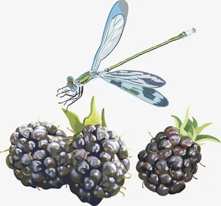 水果矢量图桑葚免抠