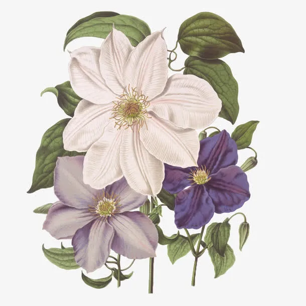 鲜花背景素材鲜花psd素材