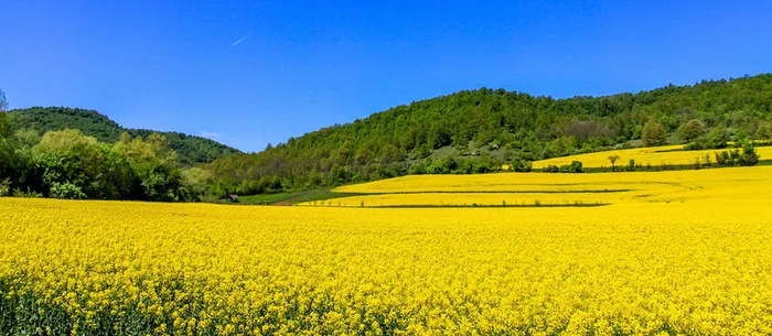 油菜花背景高清
