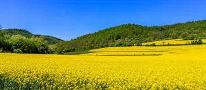 油菜花背景高清