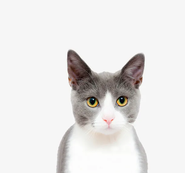 猫脸部特写免抠