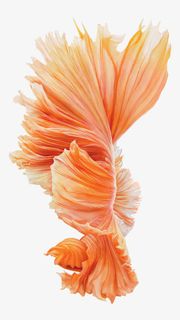 红色鲜花免抠 红色鲜花免抠
