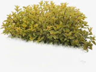 春天黄色景观植物免抠