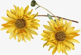 彩绘向日葵免抠