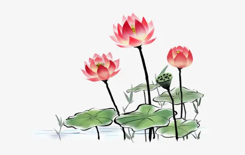 三朵荷花免抠