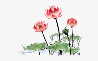 三朵荷花免抠