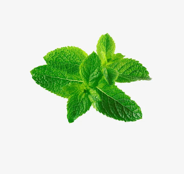 薄荷叶免抠