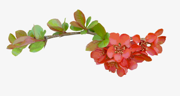 红色石榴花免抠