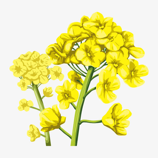 花朵 花卉免抠