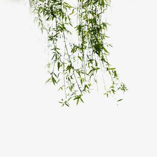 水墨绿色垂柳免抠