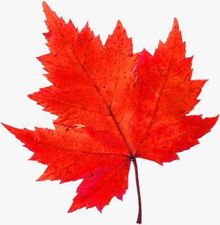 红色清新枫叶装饰图案免抠 红色清新枫叶装饰图案免抠