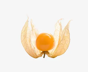 一个灯笼果免抠