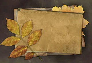 树叶与羊皮纸免抠