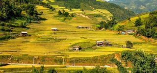 秋季稻田背景高清