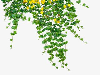 清新绿色植物黄花png免抠