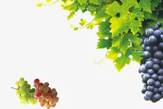 葡萄和葡萄藤图片免抠动植物植物元素