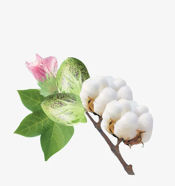 棉花免抠