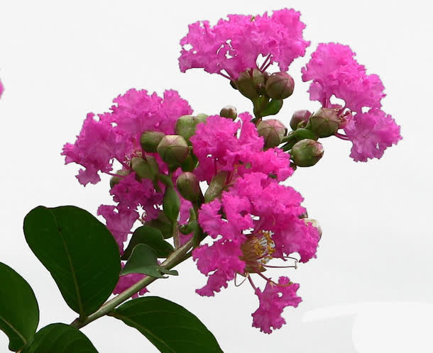 带花苞紫薇花免抠