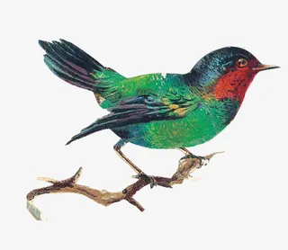 手绘国画百灵鸟免抠