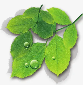 树叶免抠