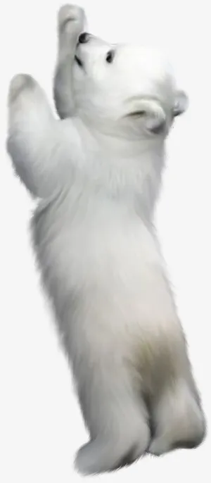 白色小熊PNG免抠无背景素材